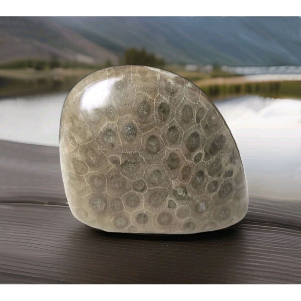 Polished Petoskey Stone Michigan Rugose Coral Fossil 17.3 oz 3.5"